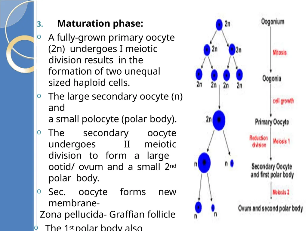 Human Reproduction BIOLOGY ,CHAPTER 03,CLASS-XII - slide 45 of 69