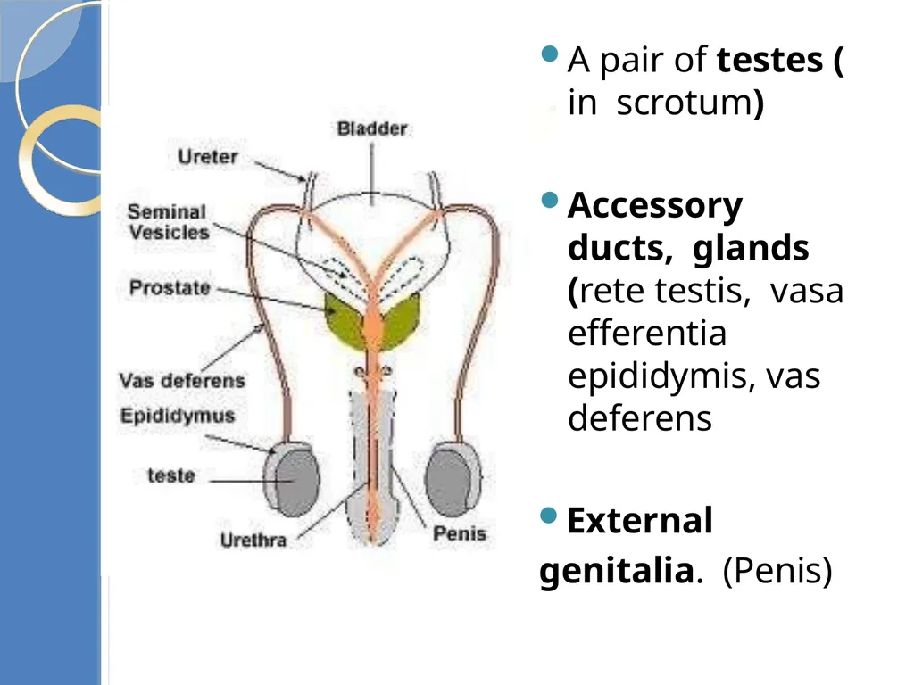 Human Reproduction BIOLOGY ,CHAPTER 03,CLASS-XII - slide 6 of 69