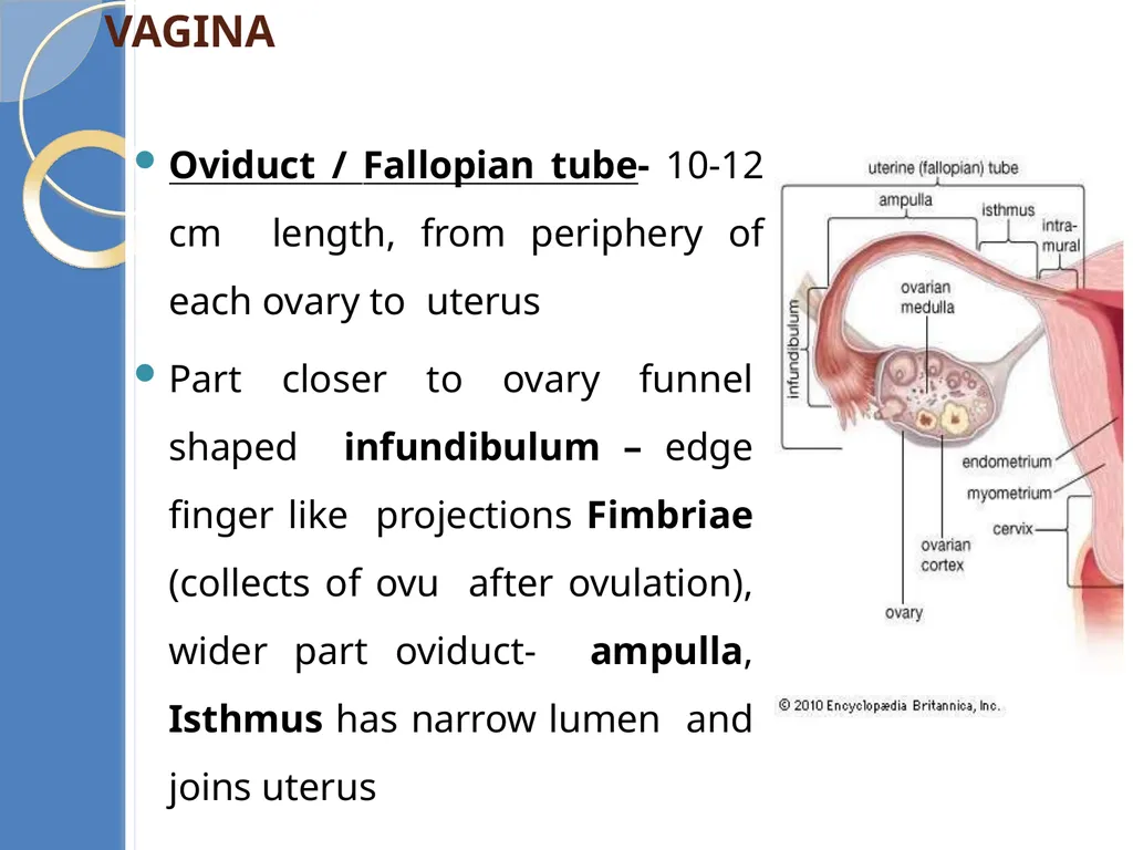 Human Reproduction BIOLOGY ,CHAPTER 03,CLASS-XII - slide 25 of 69