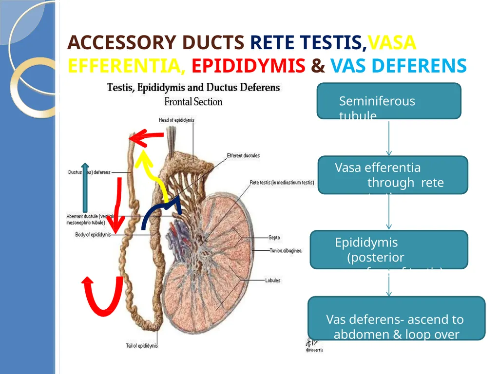 Human Reproduction BIOLOGY ,CHAPTER 03,CLASS-XII - slide 9 of 69