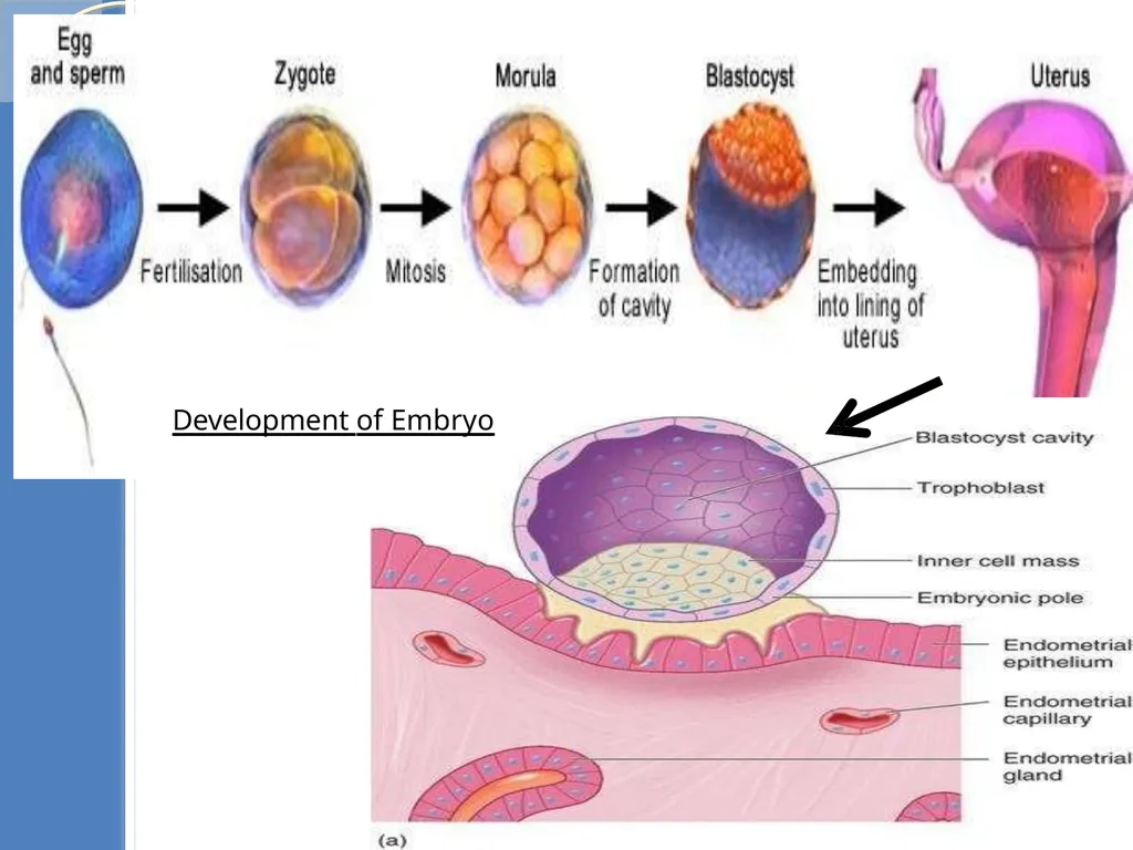 Human Reproduction BIOLOGY ,CHAPTER 03,CLASS-XII - slide 62 of 69