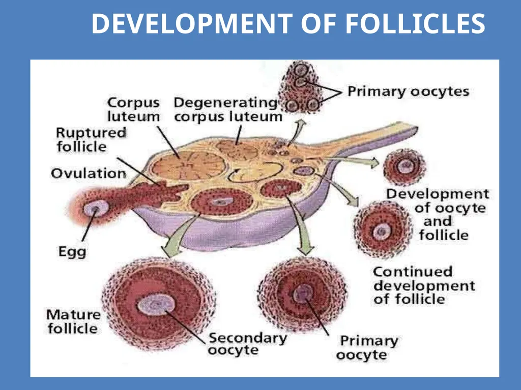 Human Reproduction BIOLOGY ,CHAPTER 03,CLASS-XII - slide 40 of 69