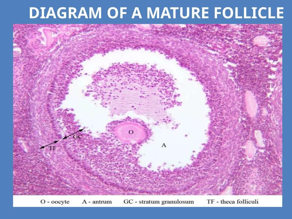 Human Reproduction BIOLOGY ,CHAPTER 03,CLASS-XII - slide 41 of 69