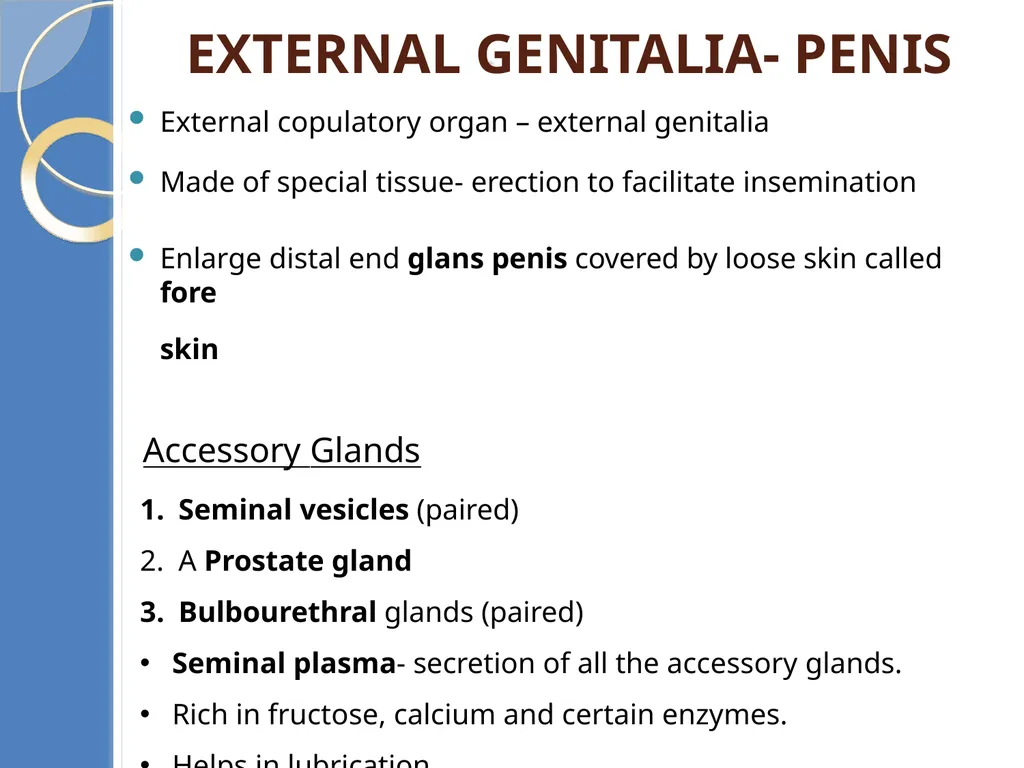 Human Reproduction BIOLOGY ,CHAPTER 03,CLASS-XII - slide 14 of 69