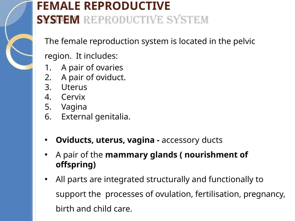 Human Reproduction BIOLOGY ,CHAPTER 03,CLASS-XII - slide 18 of 69