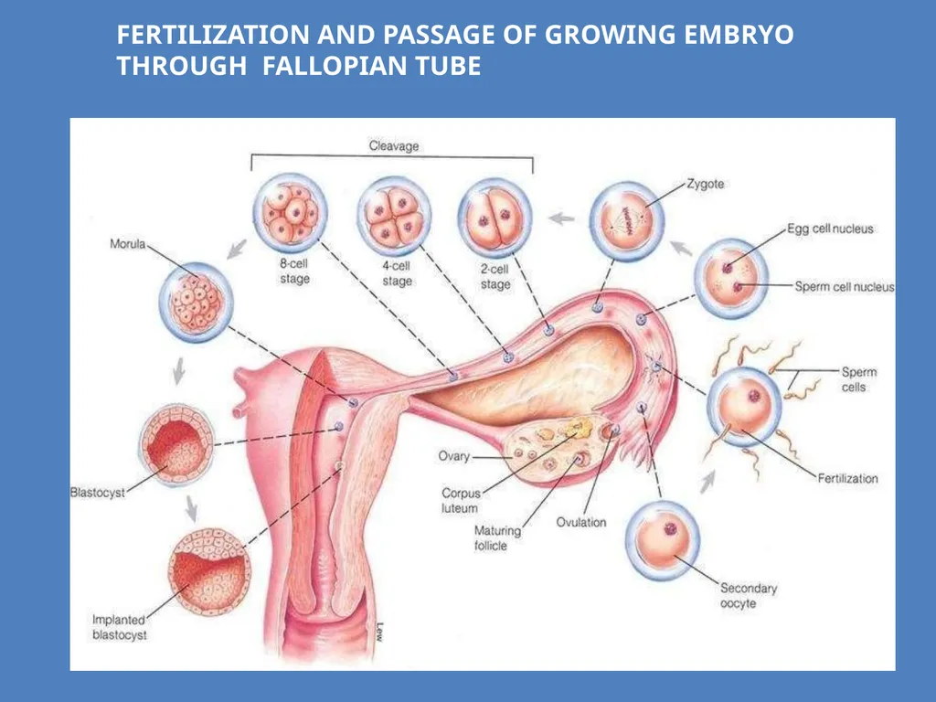Human Reproduction BIOLOGY ,CHAPTER 03,CLASS-XII - slide 58 of 69
