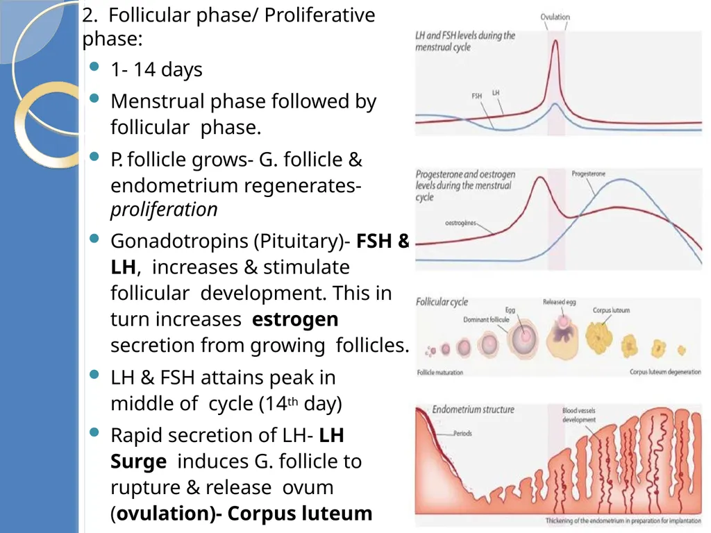 Human Reproduction BIOLOGY ,CHAPTER 03,CLASS-XII - slide 53 of 69
