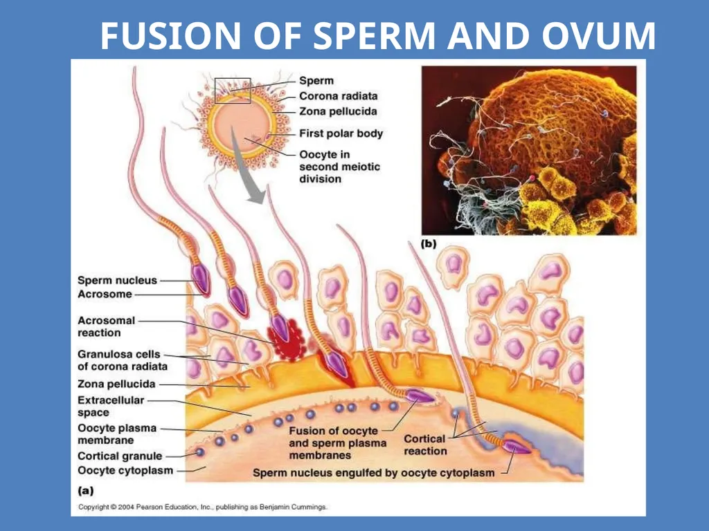 Human Reproduction BIOLOGY ,CHAPTER 03,CLASS-XII - slide 57 of 69