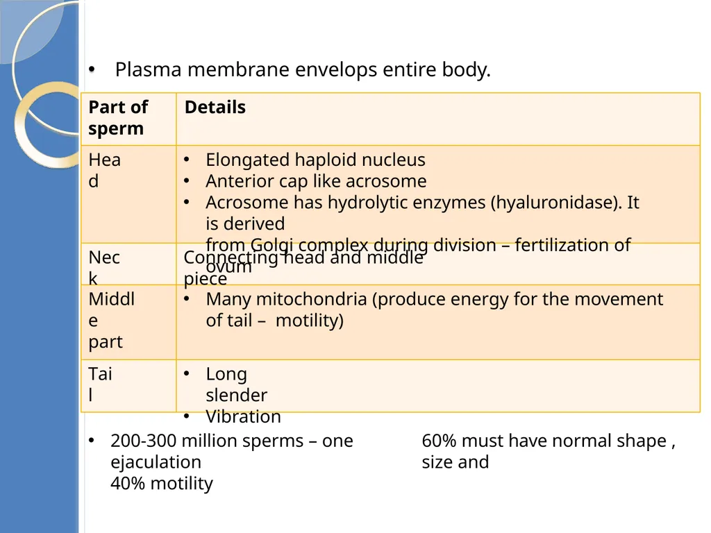 Human Reproduction BIOLOGY ,CHAPTER 03,CLASS-XII - slide 37 of 69