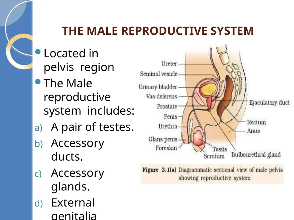 Human Reproduction BIOLOGY ,CHAPTER 03,CLASS-XII - slide 5 of 69