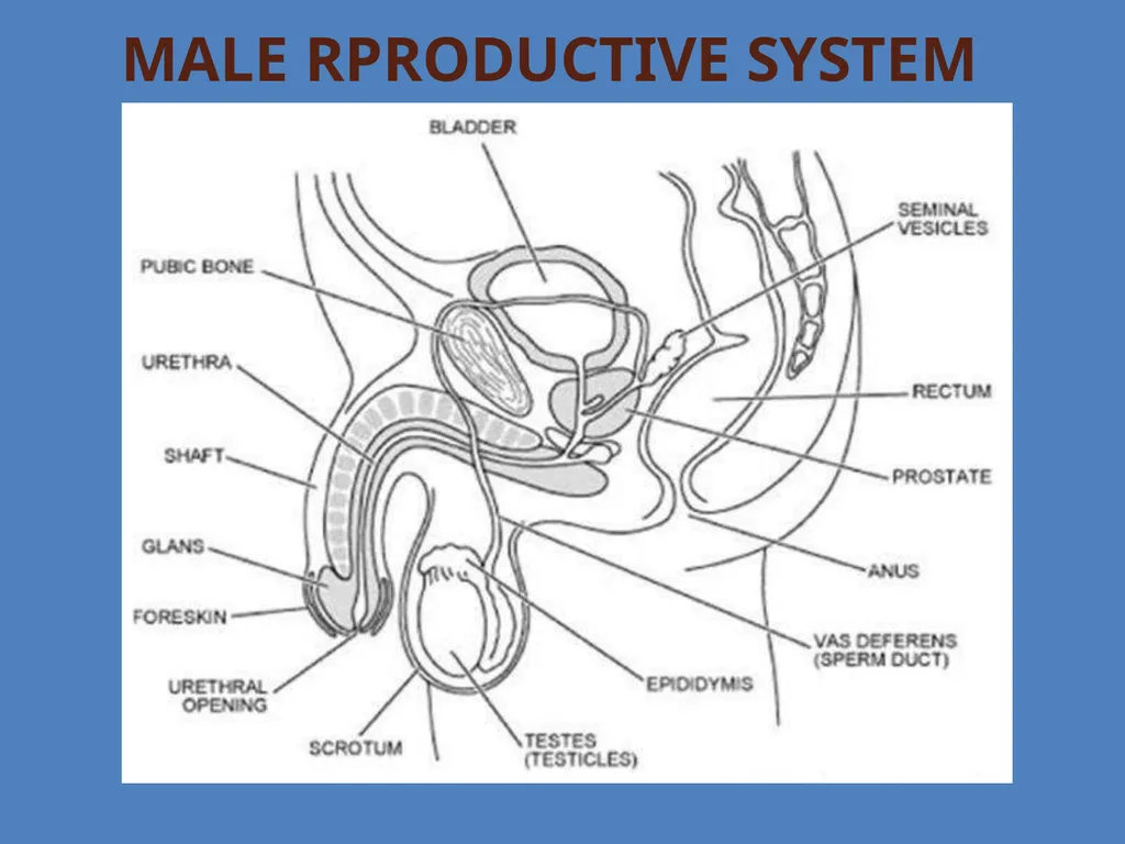 Human Reproduction BIOLOGY ,CHAPTER 03,CLASS-XII - slide 3 of 69