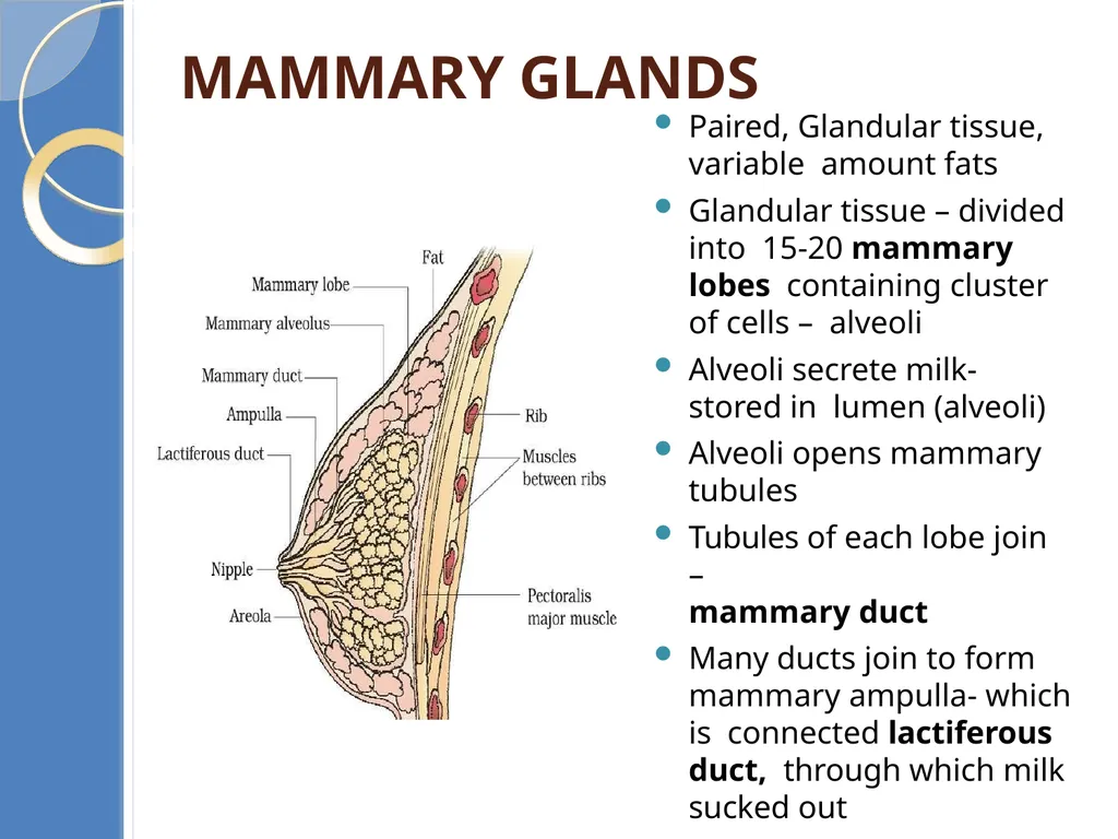 Human Reproduction BIOLOGY ,CHAPTER 03,CLASS-XII - slide 28 of 69