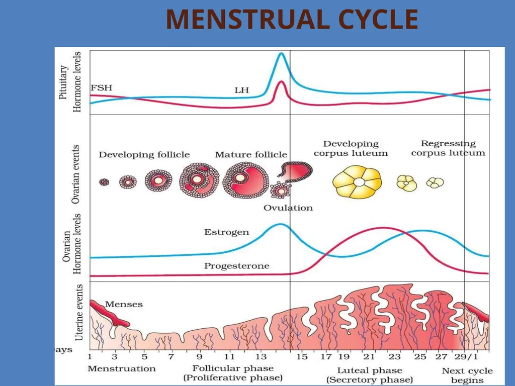 Human Reproduction BIOLOGY ,CHAPTER 03,CLASS-XII - slide 50 of 69