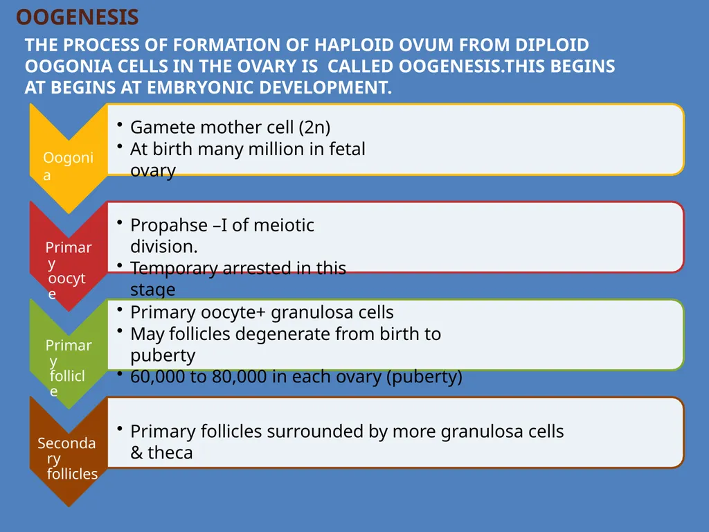 Human Reproduction BIOLOGY ,CHAPTER 03,CLASS-XII - slide 38 of 69