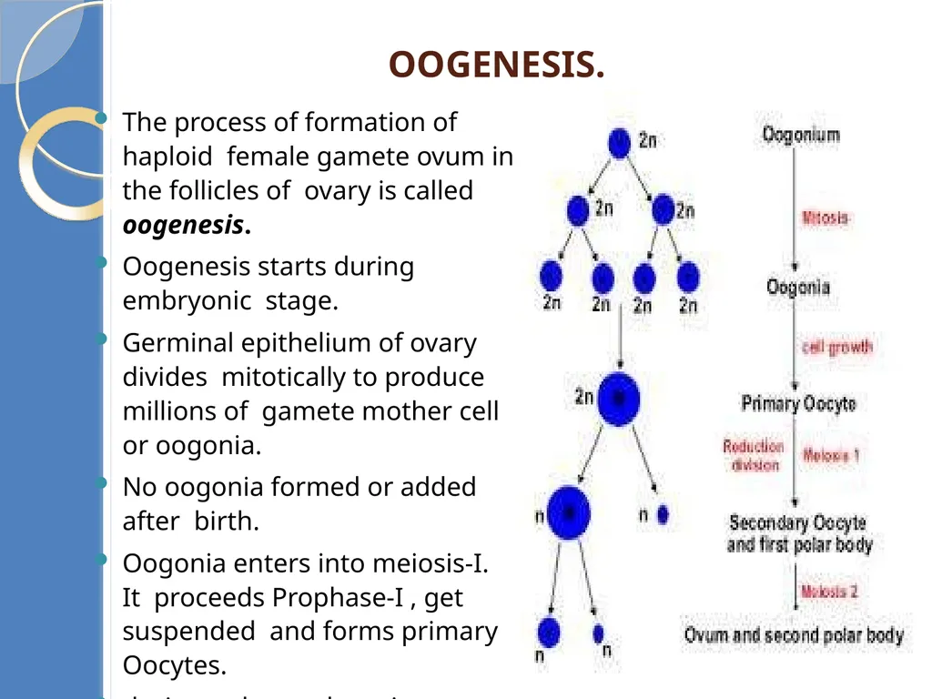 Human Reproduction BIOLOGY ,CHAPTER 03,CLASS-XII - slide 42 of 69