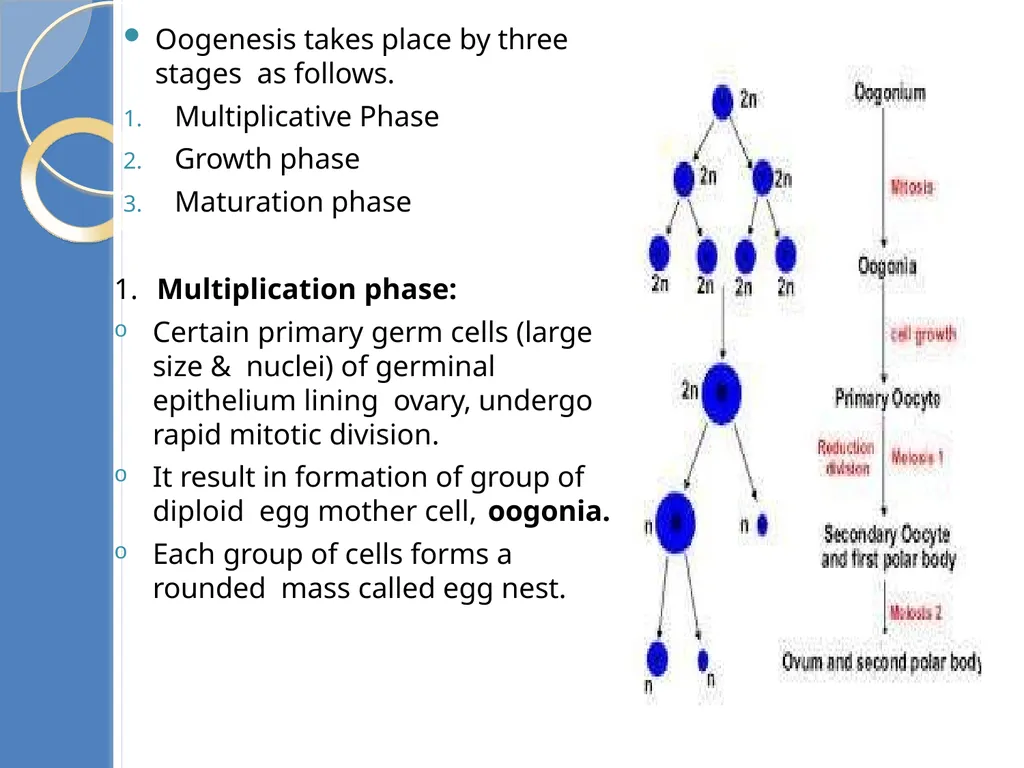 Human Reproduction BIOLOGY ,CHAPTER 03,CLASS-XII - slide 43 of 69