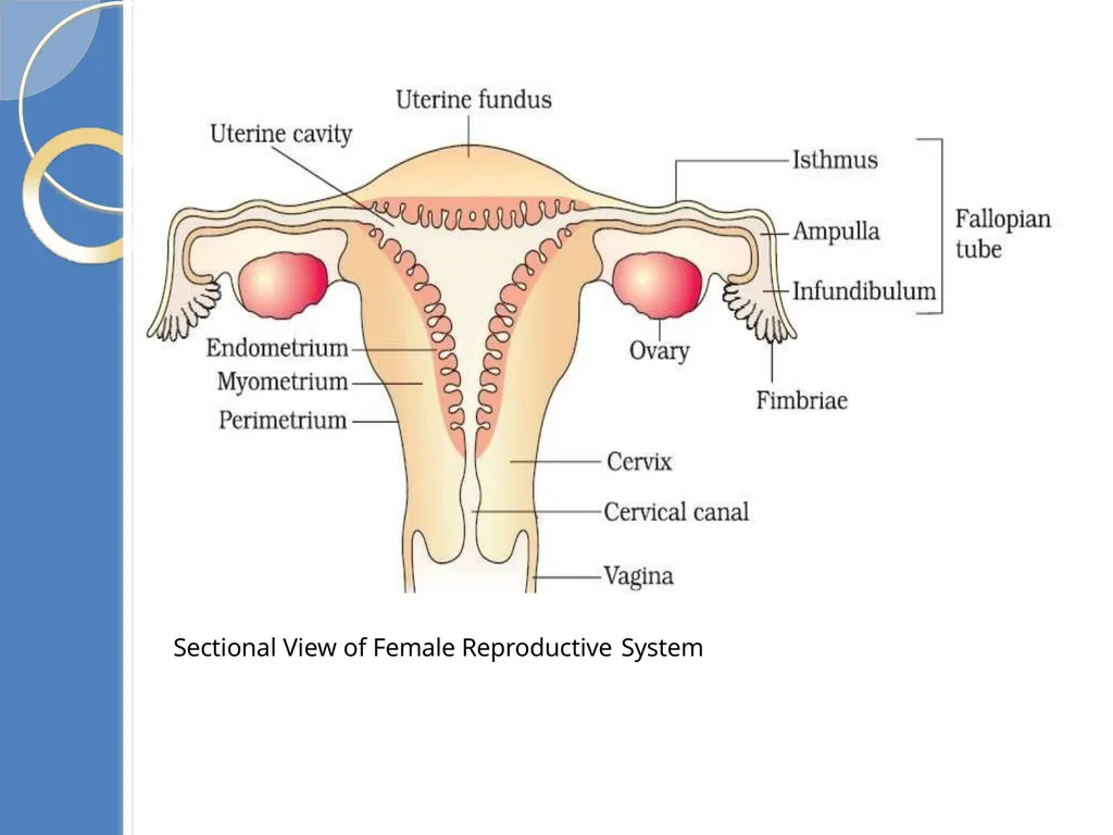 Human Reproduction BIOLOGY ,CHAPTER 03,CLASS-XII - slide 20 of 69