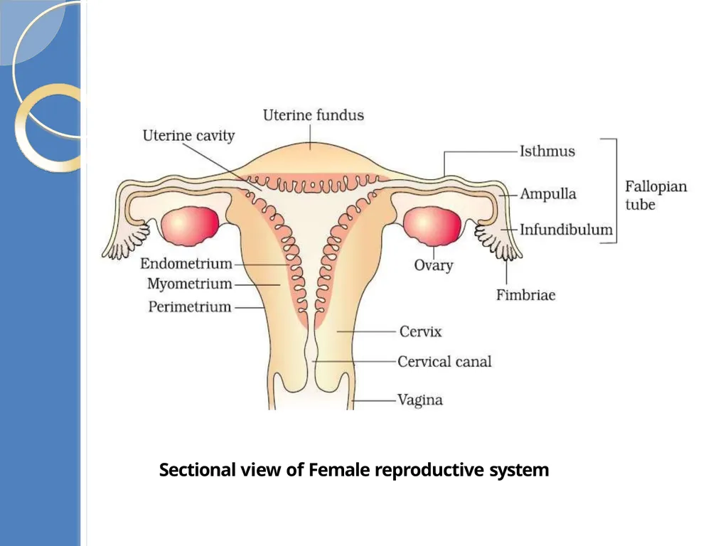 Human Reproduction BIOLOGY ,CHAPTER 03,CLASS-XII - slide 24 of 69