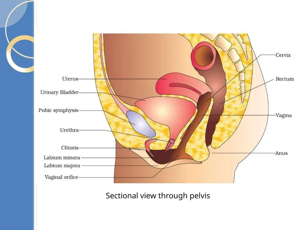 Human Reproduction BIOLOGY ,CHAPTER 03,CLASS-XII - slide 19 of 69