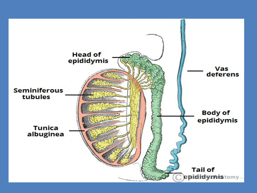 Human Reproduction BIOLOGY ,CHAPTER 03,CLASS-XII - slide 10 of 69