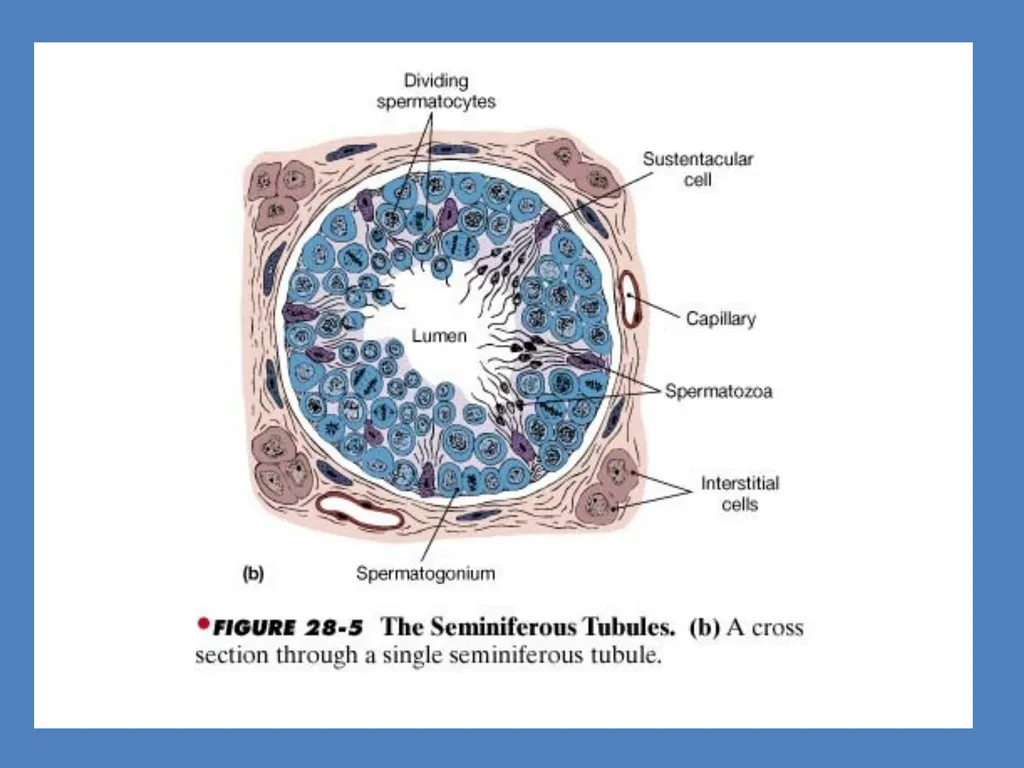 Human Reproduction BIOLOGY ,CHAPTER 03,CLASS-XII - slide 11 of 69