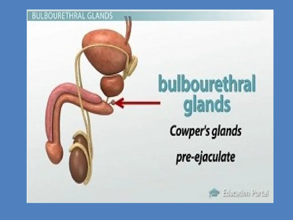 Human Reproduction BIOLOGY ,CHAPTER 03,CLASS-XII - slide 15 of 69