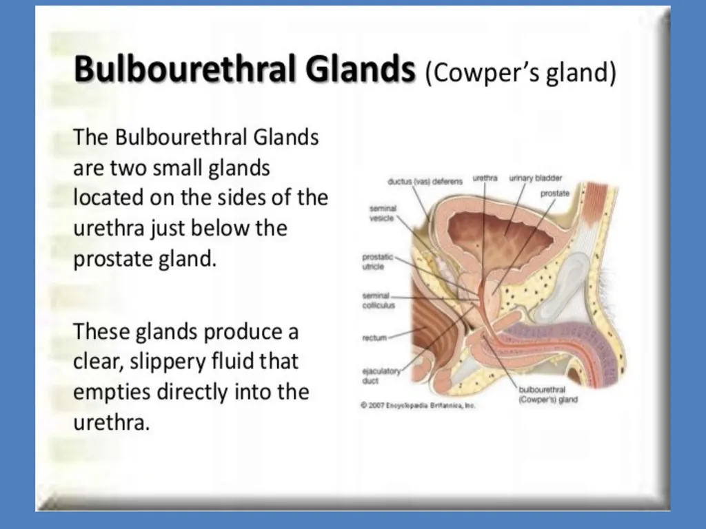 Human Reproduction BIOLOGY ,CHAPTER 03,CLASS-XII - slide 16 of 69