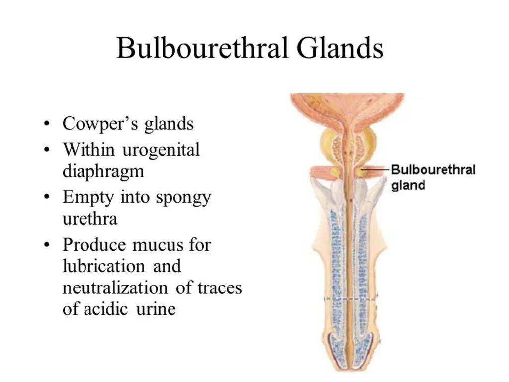 Human Reproduction BIOLOGY ,CHAPTER 03,CLASS-XII - slide 17 of 69