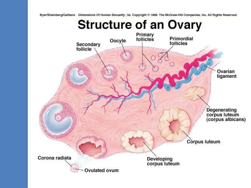 Human Reproduction BIOLOGY ,CHAPTER 03,CLASS-XII - slide 22 of 69