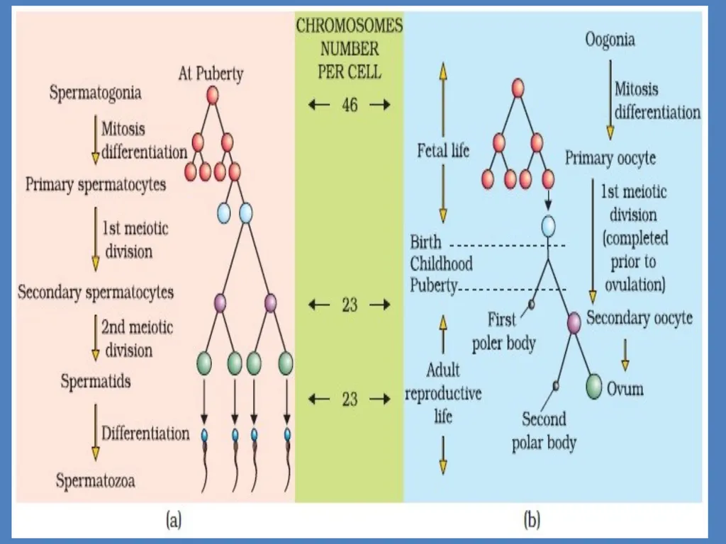 Human Reproduction BIOLOGY ,CHAPTER 03,CLASS-XII - slide 33 of 69