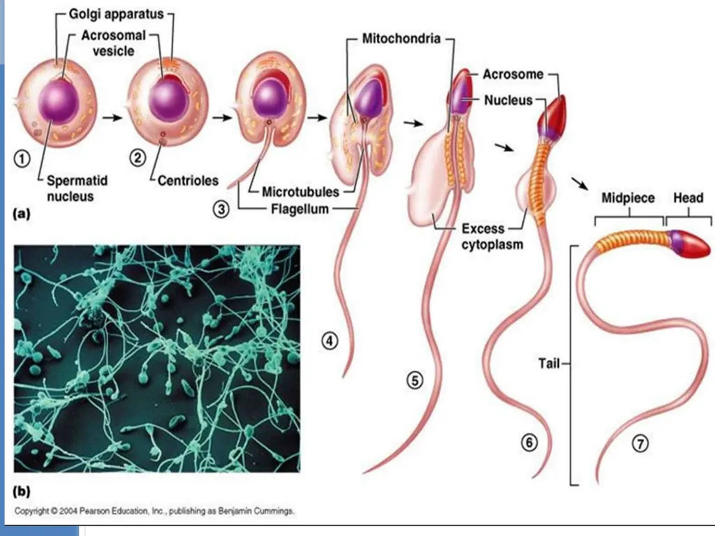 Human Reproduction BIOLOGY ,CHAPTER 03,CLASS-XII - slide 35 of 69