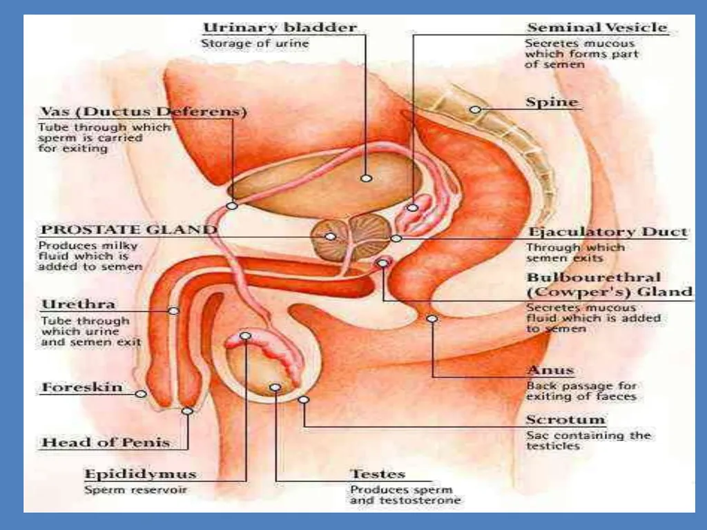 Human Reproduction BIOLOGY ,CHAPTER 03,CLASS-XII - slide 4 of 69