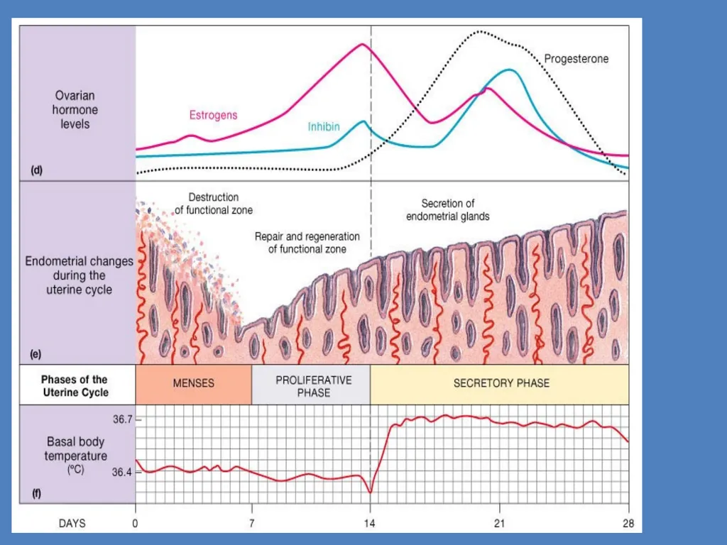 Human Reproduction BIOLOGY ,CHAPTER 03,CLASS-XII - slide 52 of 69