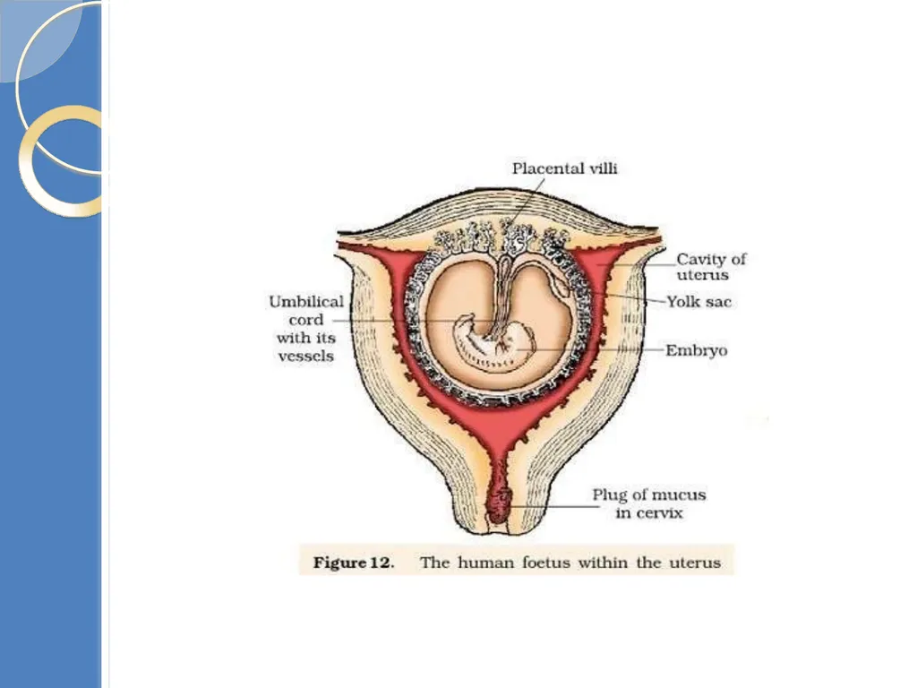Human Reproduction BIOLOGY ,CHAPTER 03,CLASS-XII - slide 64 of 69