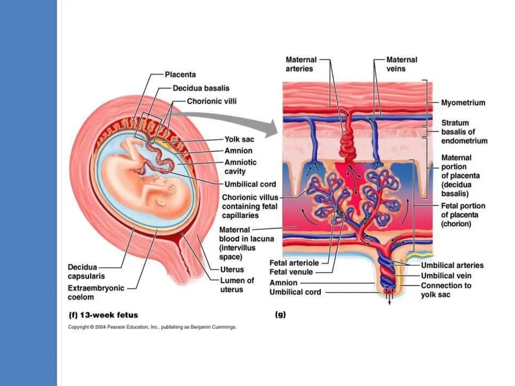Human Reproduction BIOLOGY ,CHAPTER 03,CLASS-XII - slide 65 of 69