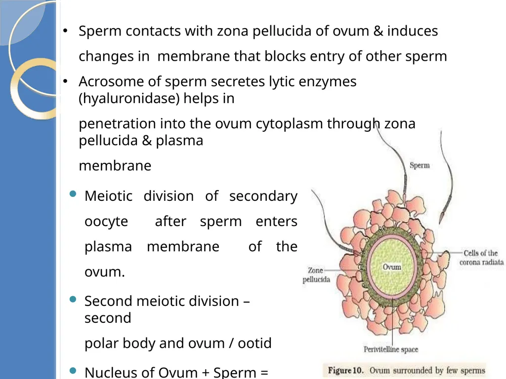 Human Reproduction BIOLOGY ,CHAPTER 03,CLASS-XII - slide 56 of 69