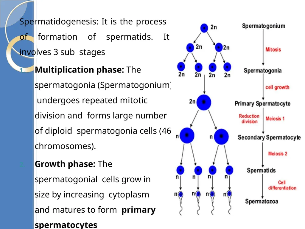 Human Reproduction BIOLOGY ,CHAPTER 03,CLASS-XII - slide 31 of 69