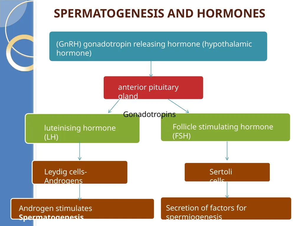Human Reproduction BIOLOGY ,CHAPTER 03,CLASS-XII - slide 34 of 69