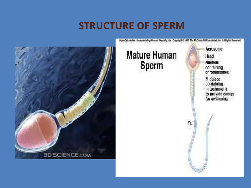 Human Reproduction BIOLOGY ,CHAPTER 03,CLASS-XII - slide 36 of 69
