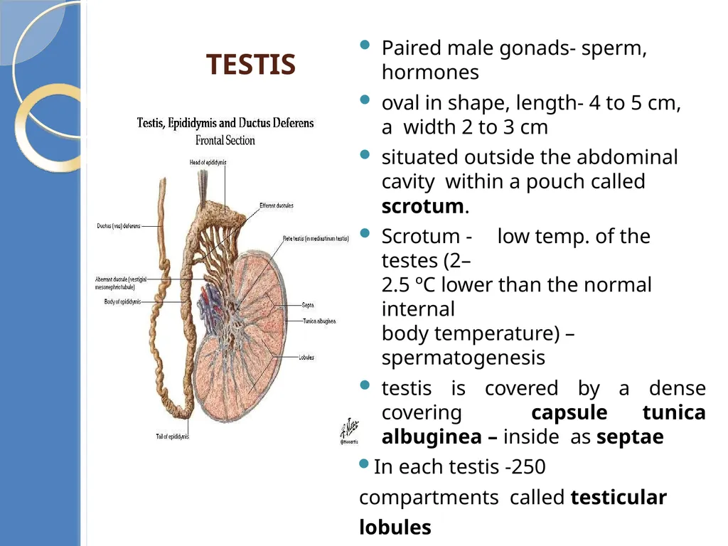 Human Reproduction BIOLOGY ,CHAPTER 03,CLASS-XII - slide 7 of 69