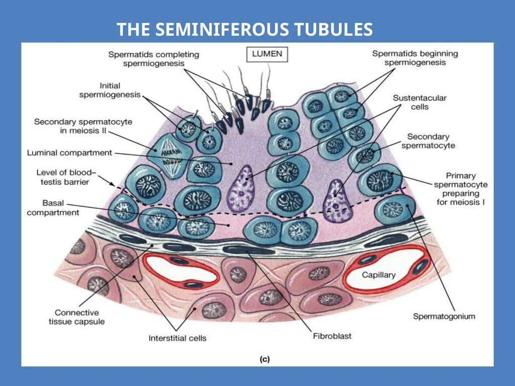 Human Reproduction BIOLOGY ,CHAPTER 03,CLASS-XII - slide 12 of 69