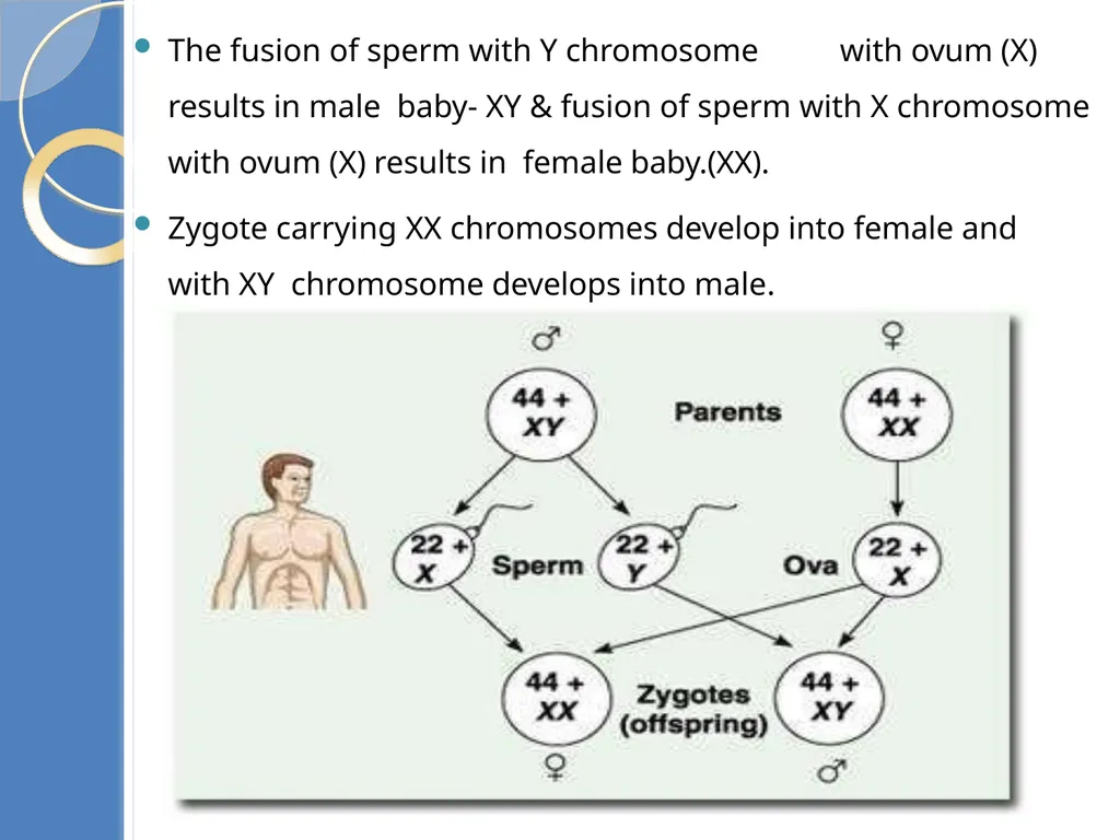 Human Reproduction BIOLOGY ,CHAPTER 03,CLASS-XII - slide 60 of 69