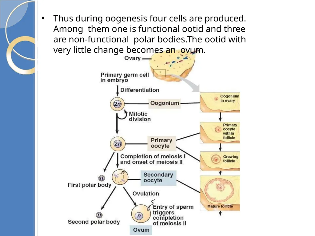Human Reproduction BIOLOGY ,CHAPTER 03,CLASS-XII - slide 46 of 69