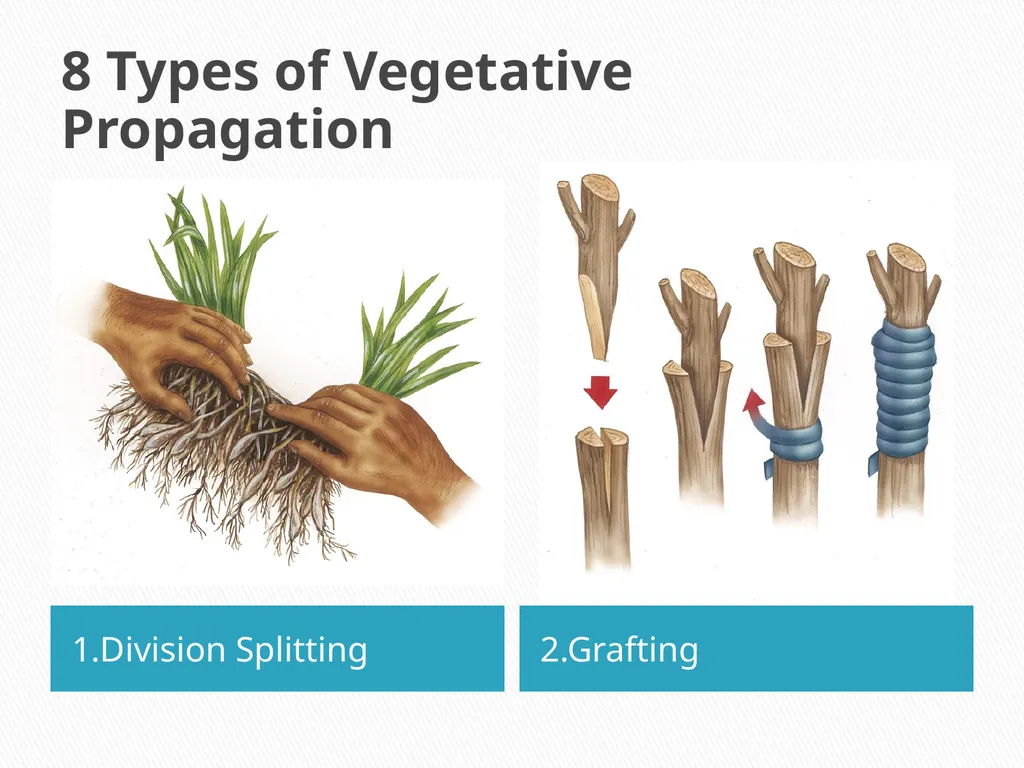 PLANTS: REPRODUCTION, GROWTH & SUSTAINABILTY - slide 19 of 37