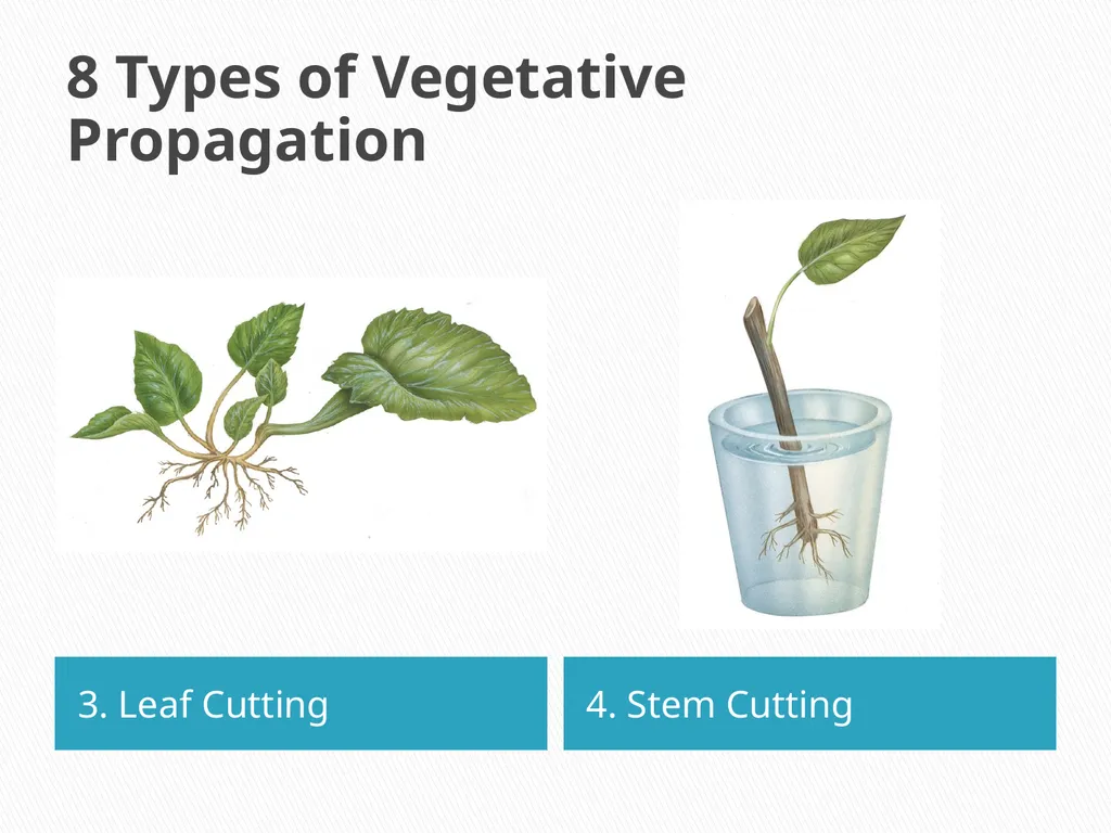 PLANTS: REPRODUCTION, GROWTH & SUSTAINABILTY - slide 20 of 37