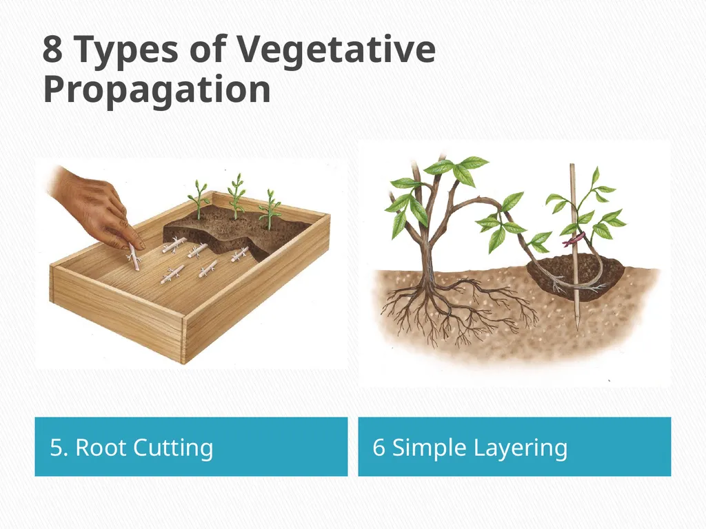PLANTS: REPRODUCTION, GROWTH & SUSTAINABILTY - slide 21 of 37