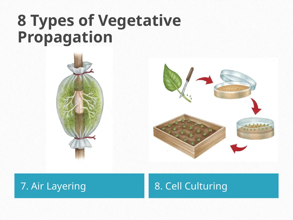 PLANTS: REPRODUCTION, GROWTH & SUSTAINABILTY - slide 22 of 37