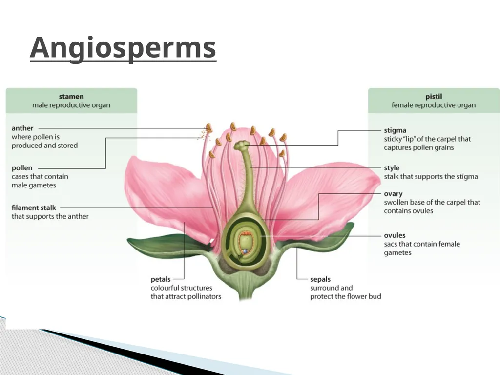PLANTS: REPRODUCTION, GROWTH & SUSTAINABILTY - slide 9 of 37