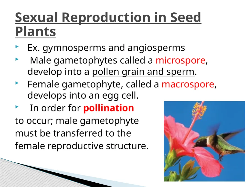 PLANTS: REPRODUCTION, GROWTH & SUSTAINABILTY - slide 8 of 37