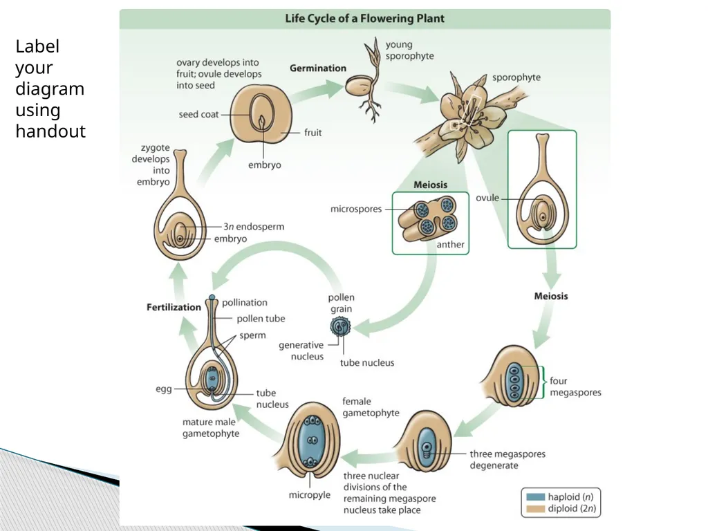 PLANTS: REPRODUCTION, GROWTH & SUSTAINABILTY - slide 14 of 37